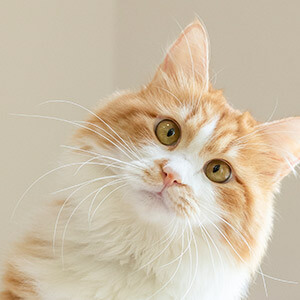 上下班电瓶车_下班途中电动车算工伤么_区里统计骑电动车上下班的老师