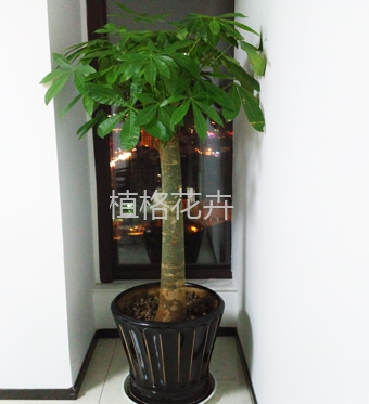 昆明植格花卉有限公司,是您在呈贡地区寻求专业绿植租赁服务的优选,无论是租赁还是典当,我们都以优质服务著称。