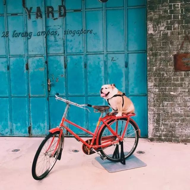 野兽自行车品牌是哪个国家_野兽自行车品牌是哪国的_野兽自行车是哪的品牌