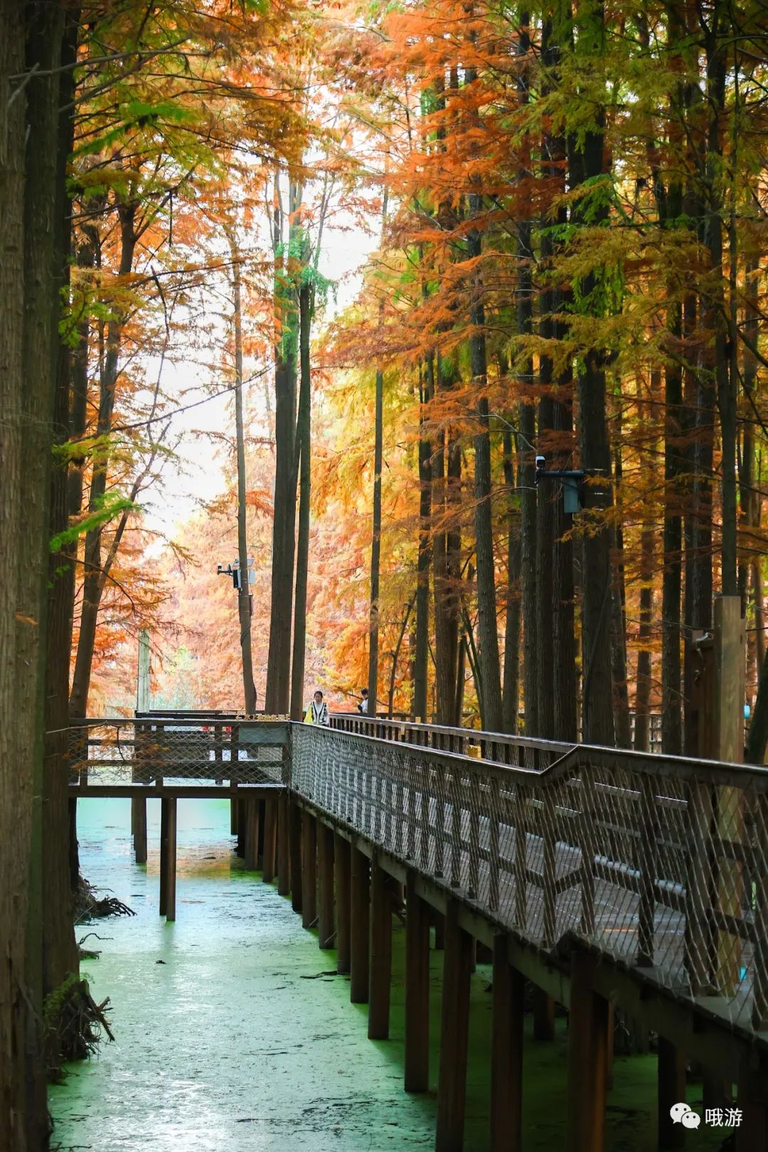 大行捷安特哪个好_大行和捷安特哪个好_大行捷安特折叠车