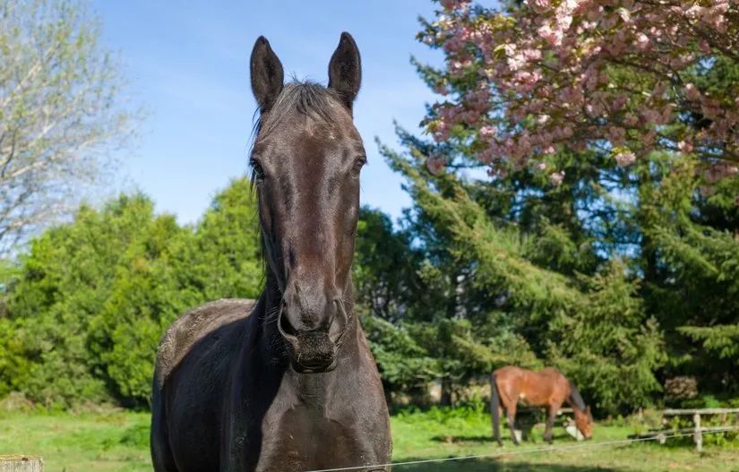 路虎山地车多少钱一台_路虎山地车安装视频_路虎山地车货架