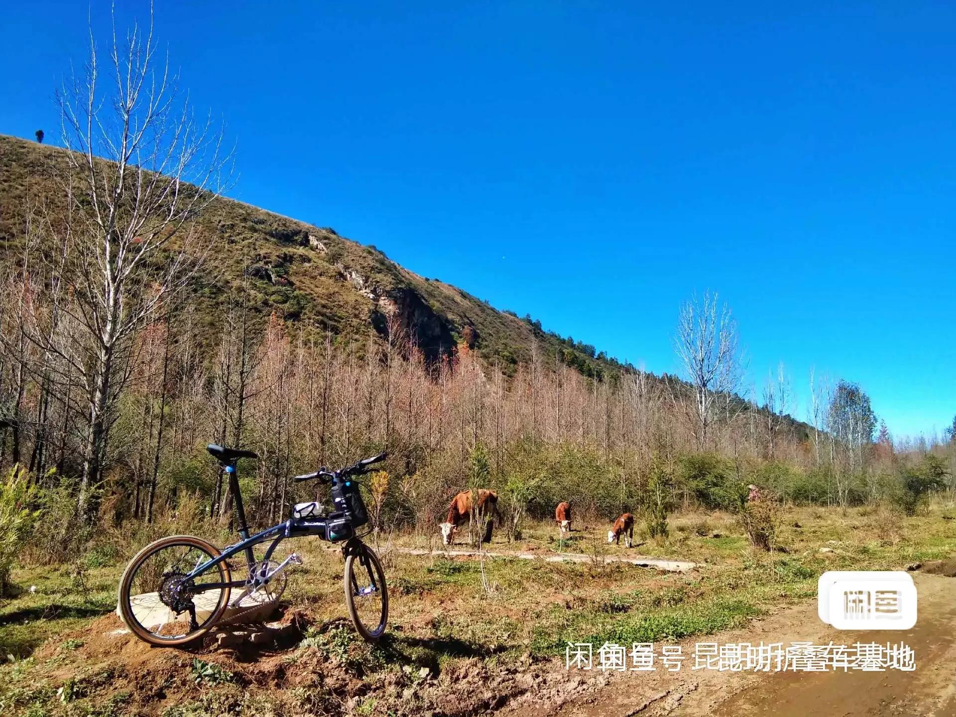 珠光漆海豚折叠车_国产配件折叠车_26寸折叠自行车缺点
