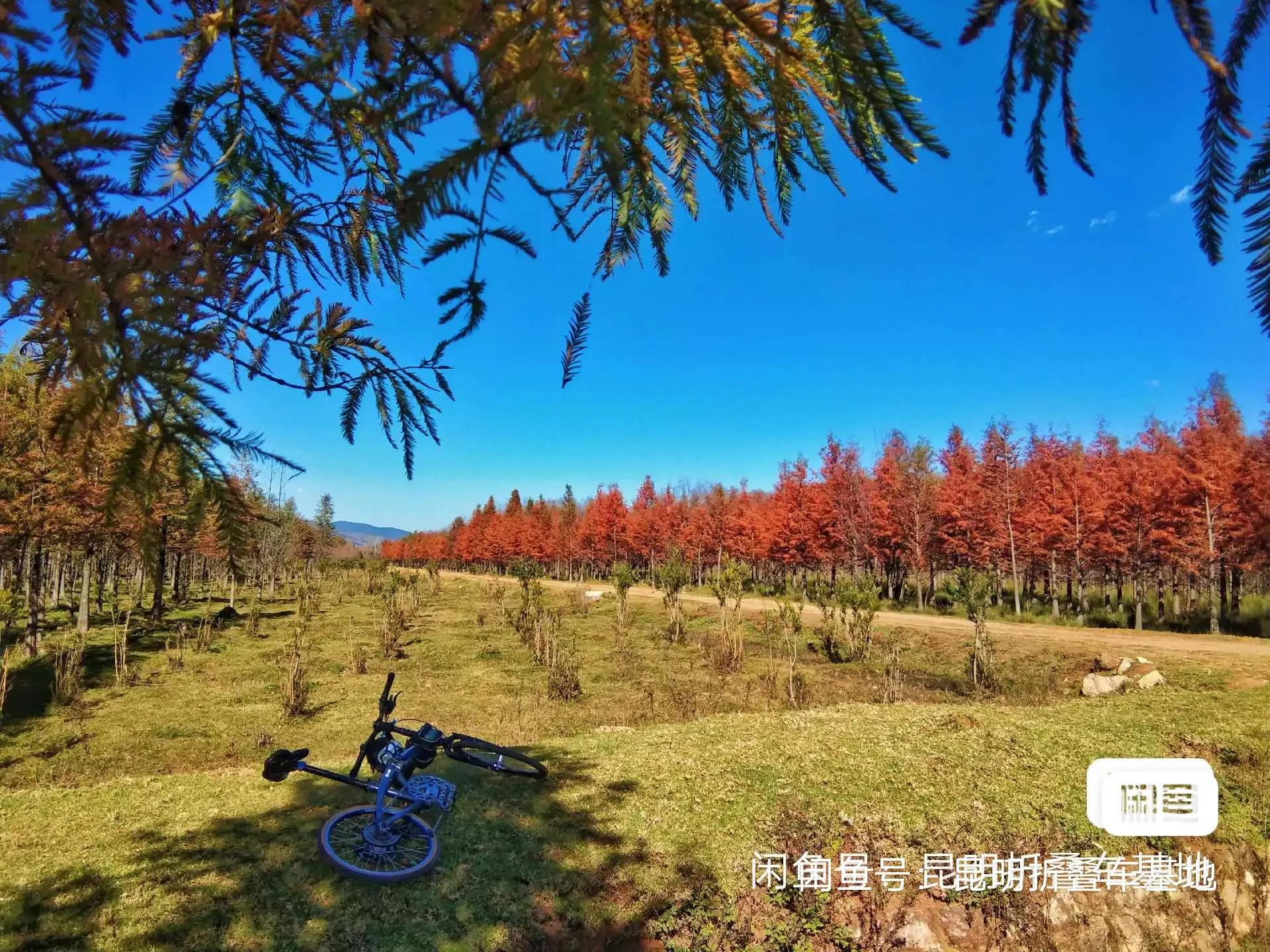 国产配件折叠车_26寸折叠自行车缺点_珠光漆海豚折叠车